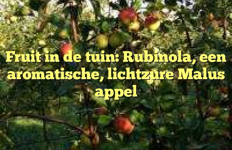 Fruit in de tuin: Rubinola, een aromatische, lichtzure Malus appel